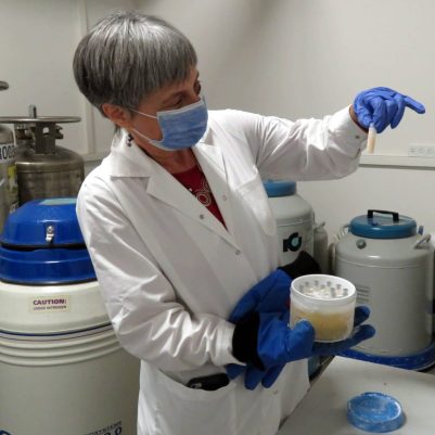 Woman looking at a tube of frozen cells before putting into liquid nitrogen storage