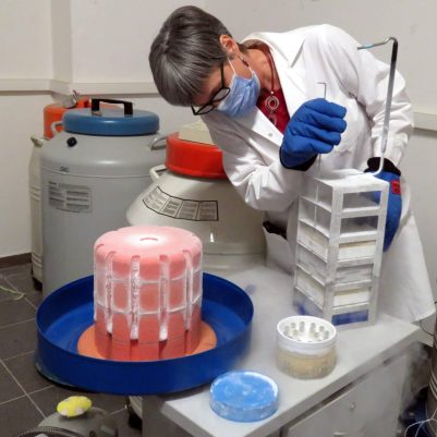 Putting tubes of frozen cells into liquid nitrogen storage