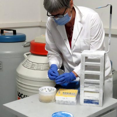 Putting frozen tubes of cells into liquid nitrogen storage