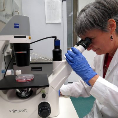 Looking at cells under a microscope