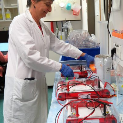 Setting up DNA electrophoresis equipment