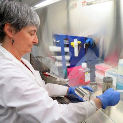 Cell culture work in a sterile laminar flow cabinet